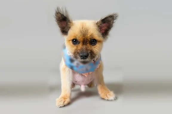 Lost pets Fort Worth, photo: Lost dog, Kumquat Avenue, Miami - brown and black Pomeranian
