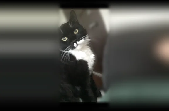 Lost cat, Wetmore Place, Middletown, Manchester - male, green-yellowish eyes - photo
