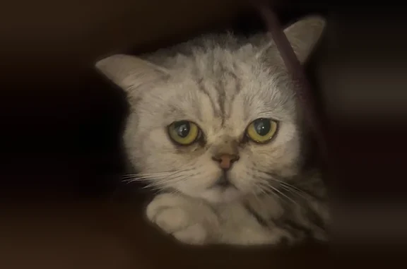 Animaux perdus Paris, photo: Chat perdu mâle, Rue Lulli, Nîmes, Paris - gris, maladie cardiaque