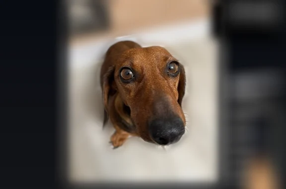 Lost and found pets El Paso, photo: Lost dog, Bennett Place, 949, El Paso