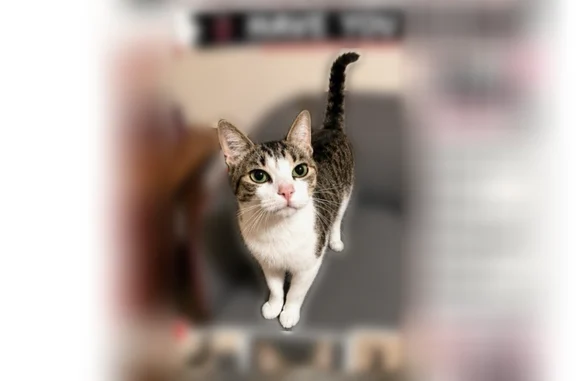 Lost and found pets Columbus, photo: Lost cat, Chappel Chase, Columbus - female tabby with white stomach and paws