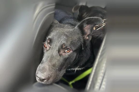 Found dog Miami Shores, photo: Found dog, Northeast 102nd Street, 69, Miami Shores - black male, around 60 lbs
