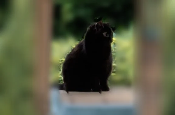 Chat trouvé Paris, photo: Chat trouvé, Rue du Chemin de Fer, Yutz, Paris - noir, présent dans notre jardin depuis 2 jours