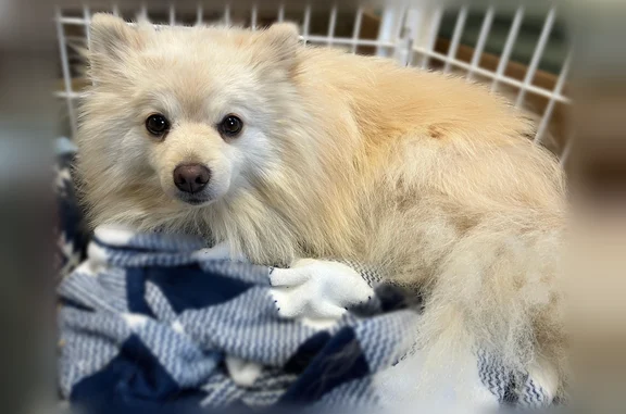 Lost dog, Chestnut Ridge Road, 171, Bethel - male Pomeranian - photo