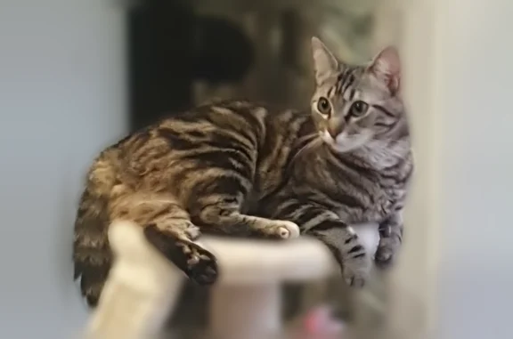 Chat perdu, Fresnes-sur-Escaut, photo: Chat perdu femelle, Rue des Fontaines, Esnes, Fresnes-sur-Escaut - noir, marron et grise