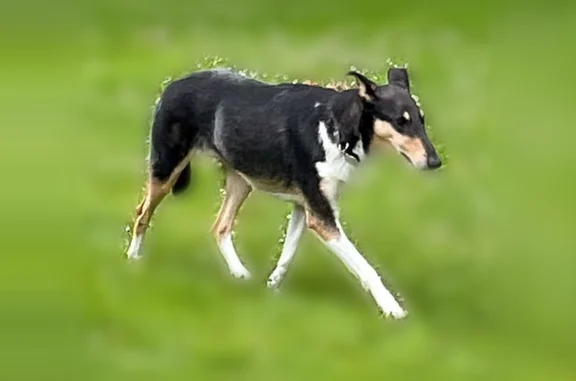 Animaux perdus Landerneau, photo: Chien perdu femelle, Rte des Moulins du Lech, 450, Landerneau