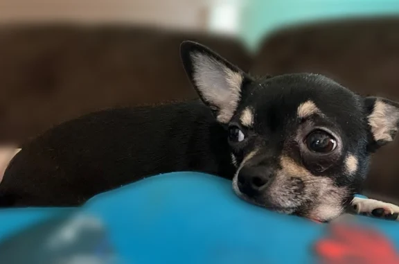 Lost dog, Germantown, Illinois, St. Louis - female chihuahua Scottish terrier mix - photo