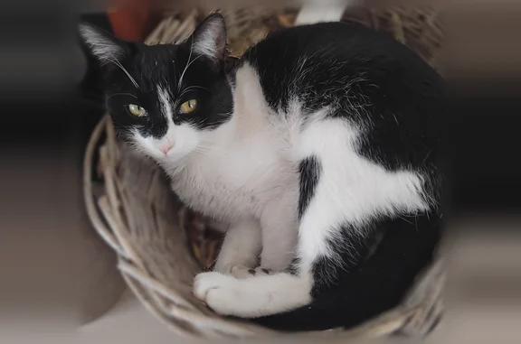 Chat perdu, Castelginest, photo: Chat perdu mâle, Impasse Flèole, 3, Castelginest - jeune, noir et blanc