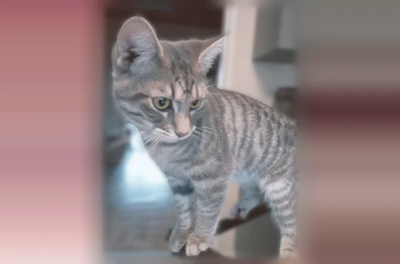 Chat perdu femelle, Rue de Dettwiller, 56, Saverne - photo