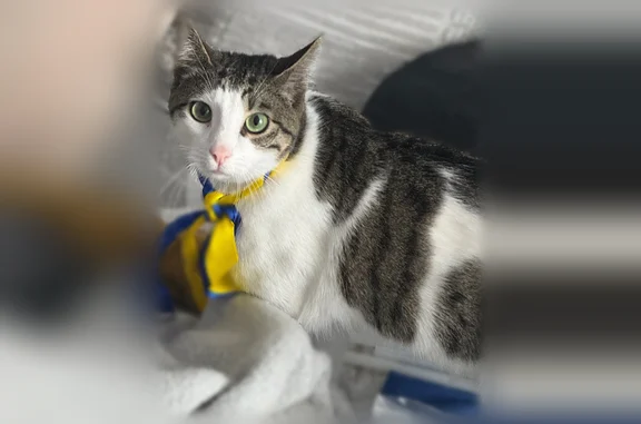 Chat perdu mâle, Ormeaux, 20, Perroy, Donzy - tache noire dans l'œil droit - photo