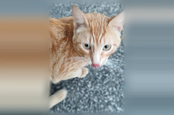 Animaux trouvés Savigny-sur-Orge, photo: Chat trouvé, Rue des Prés Saint-Martin, Savigny-sur-Orge