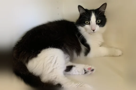 Lost and found pets Los Angeles, photo: Lost cat, Verdant Way, 3191, San Jose - male, black and white, long fur