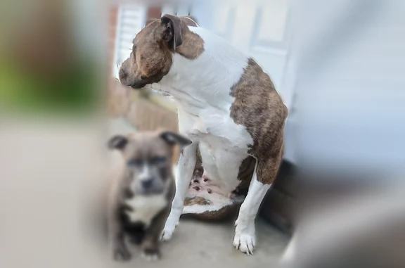 Missing dog Female, Pemberton (usl538350) - photo