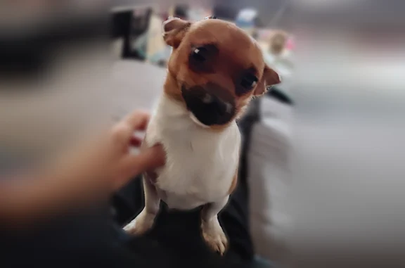 Missing dog, Lake Stevens (usl538887) - photo