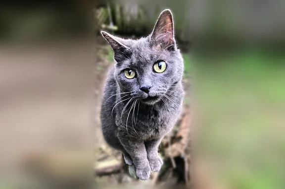 Lost and found pets Austin, photo: Missing cat Female, Austin (usl538888)