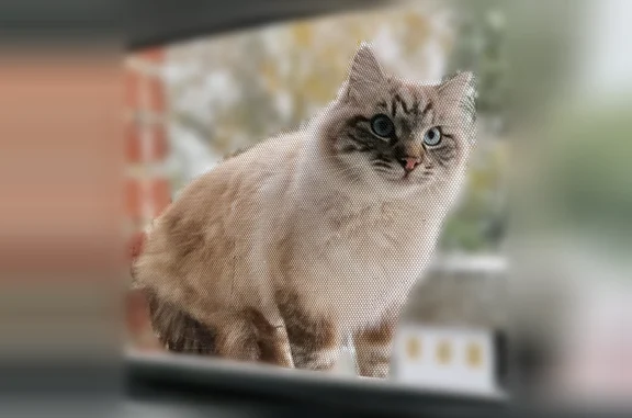 Animaux perdus Lyon, photo: Chat disparu Garçon, Lyon (fl594334)