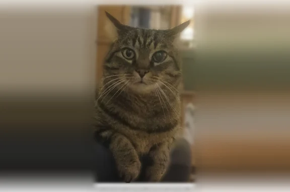 Chat perdu, Pacé, photo: Chat disparu, Pacé (fl594335)