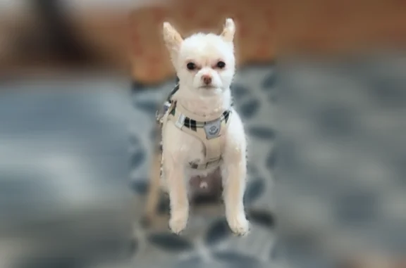 Missing dog Male, Glenview (usl538892) - photo