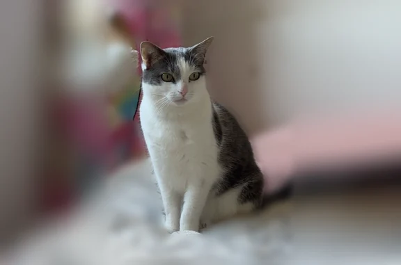 Animaux perdus Paris, photo: Chat disparu Fille, Paris (fl594337)