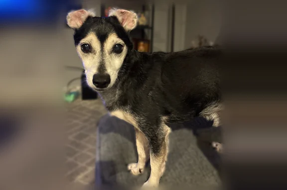 Lost and found pets Corpus Christi, photo: Missing dog Male, Corpus Christi (usl538893)