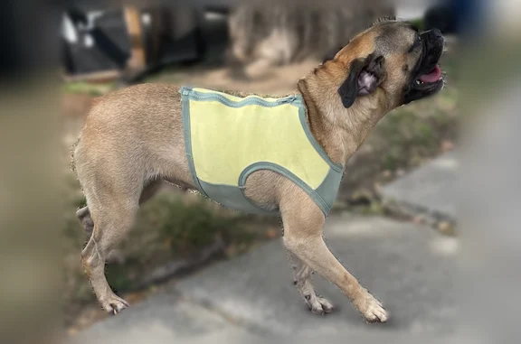 Lost and found pets Los Angeles, photo: Found dog Female, Los Angeles (usf538895)