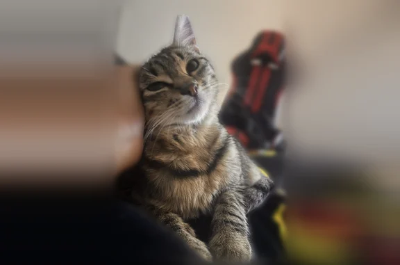 Missing cat Male, Chicago (usl538894) - photo