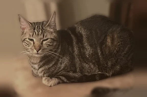 Missing cat Male, Chesapeake (usl538896) - photo