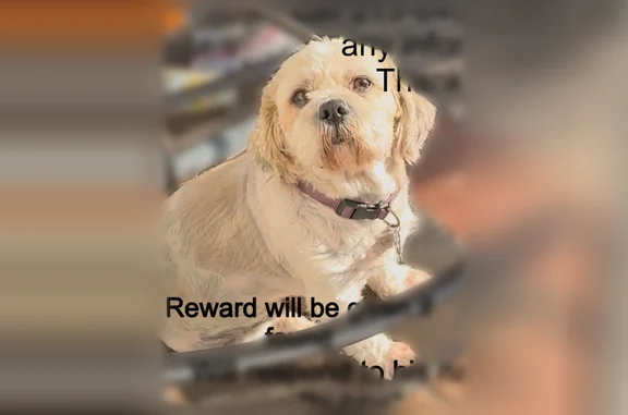 Missing dog Male, East Bakersfield (usl538904) - photo