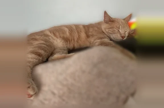 Missing cat Male, Chicago (usl538898) - photo
