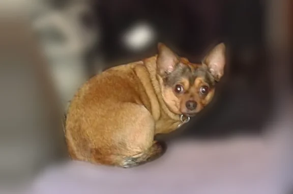 Lost and found pets Austin, photo: Missing dog Male, Austin (usl538899)