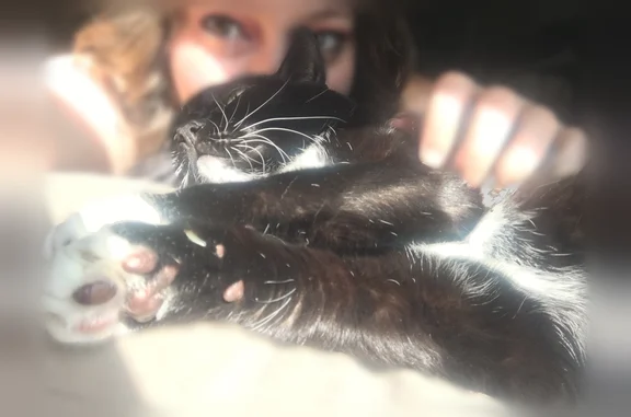 Lost and found pets Austin, photo: Missing cat Female, Austin (usl538900)