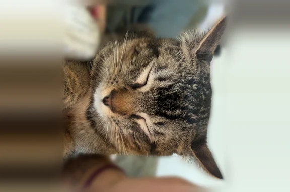 Missing cat Male, Ocean View (usl538903) - photo