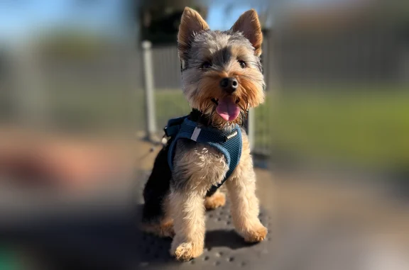 Missing dog Male, Paramount (usl538902) - photo