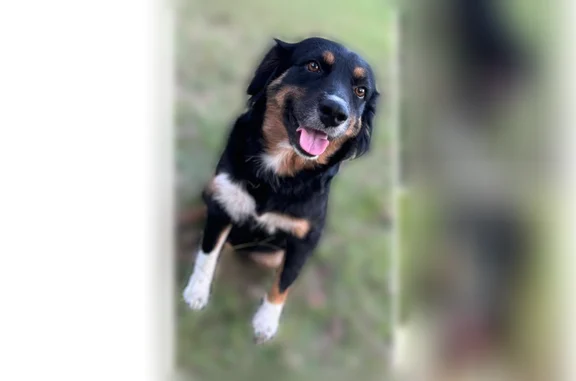 Missing dog Female, Magee (usl538907) - photo