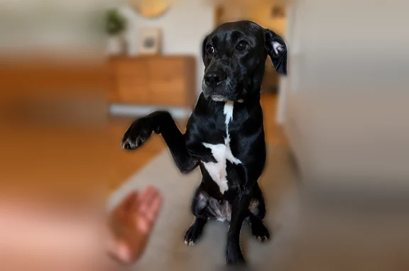 Missing dog Female, Culpeper (usl538908) - photo