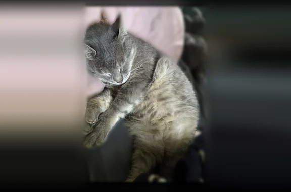 Missing cat Male, Ronda (usl538910) - photo