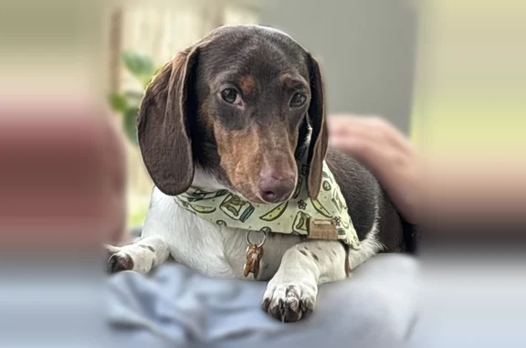 Missing dog Male, Knoxville (usl538916) - photo