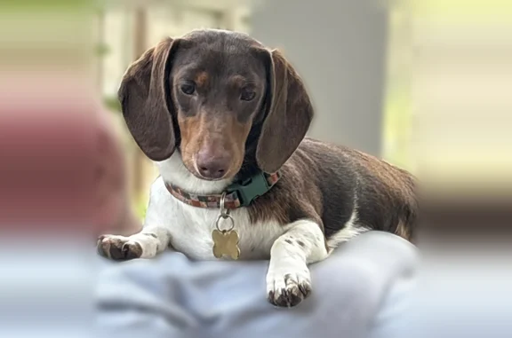 Missing dog Male, Knoxville (usl538918) - photo