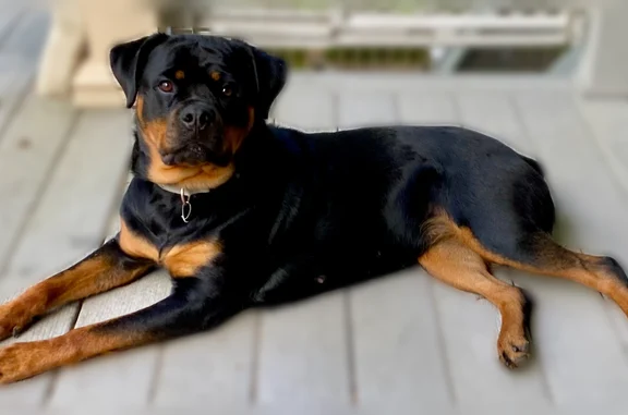 Missing dog Female, Peavine (usl538912) - photo
