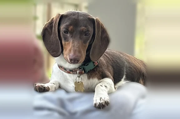 Missing dog Male, Knoxville (usl538919) - photo