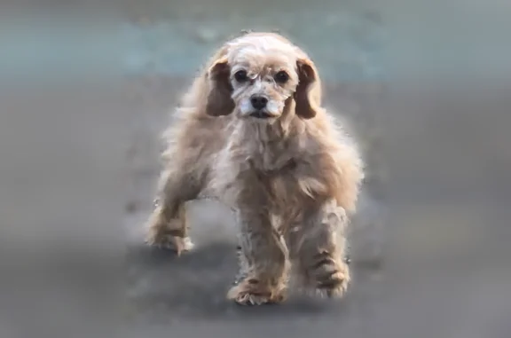 Missing dog Female, Meriden (usl538923) - photo