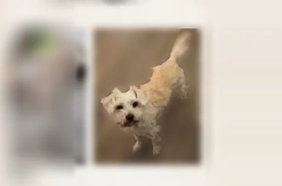 Lost and found pets Santa Clara, photo: Missing dog Female, Santa Clara (usl538924)