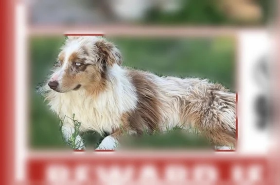 Missing dog Female, McAllen (usl538926) - photo