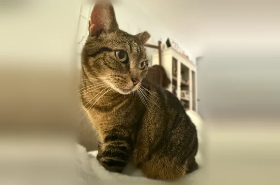 Missing cat Female, East Islip (usl538927) - photo