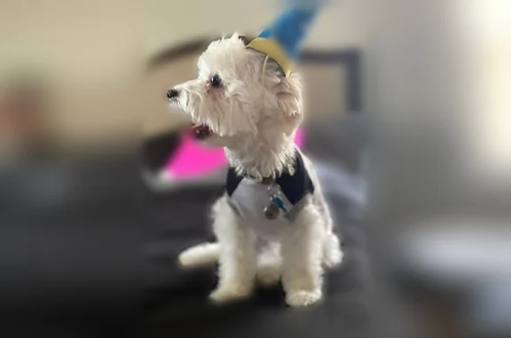 Missing dog Male, Lansing (usl538928) - photo