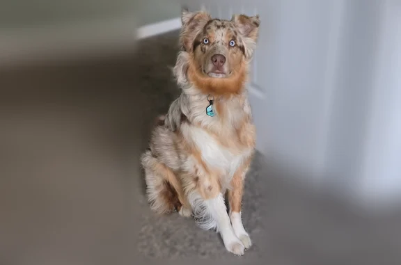 Missing dog Male, Redmond (usl538933) - photo