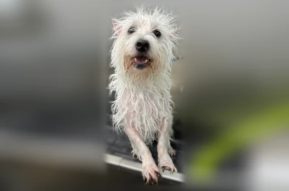 Missing dog Male, Pinellas Park (usl538934) - photo