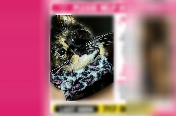 Lost and found pets Los Angeles, photo: Missing cat Female, Los Angeles (usl538939)