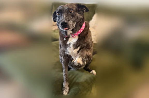 Lost and found pets Wichita, photo: Missing dog Female, Wichita (usl538940)
