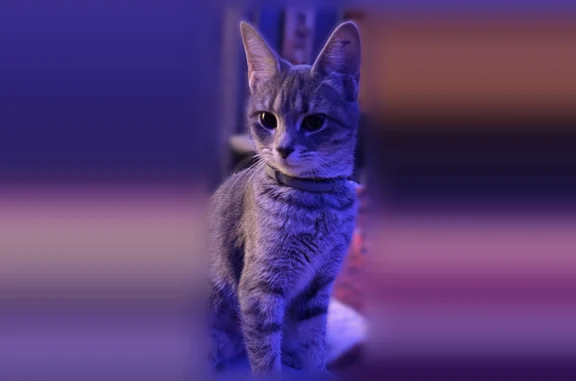 Lost and found pets Columbus, photo: Missing cat Female, Columbus (usl538941)